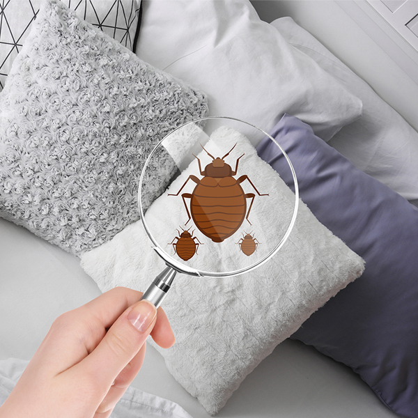 What you should know about bed bugs